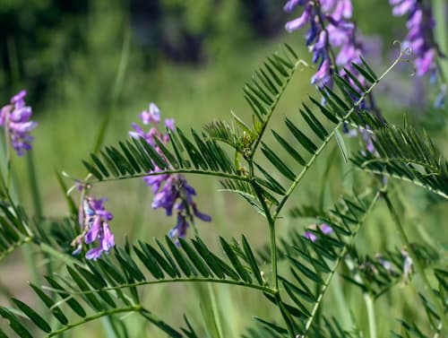 Fine-leaved Vetch