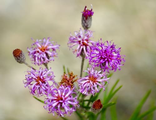 Woolly Ironweed