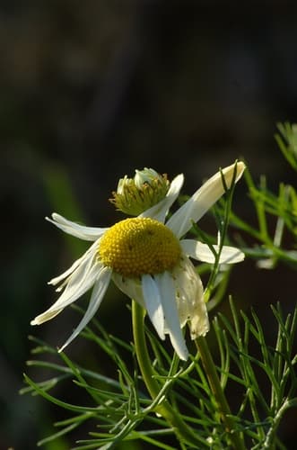 Sea Mayweed