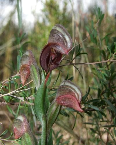 Red-banded Greenhood