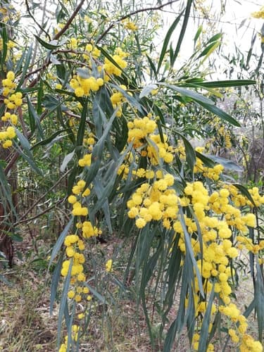 Golden Wreath Wattle Bonsai