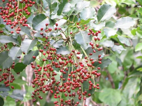 Black Poisonwood Bonsai
