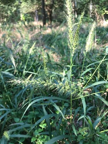Southwestern Bristlegrass