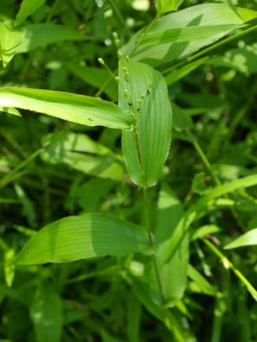 Broad-leaved Panic Grass