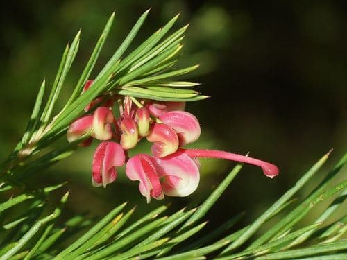 Rosemary Grevillea Bonsai