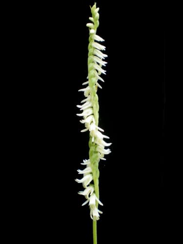 Spring Ladies' Tresses