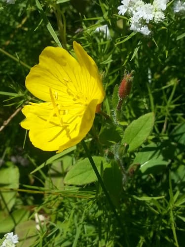Meadow Evening Primrose