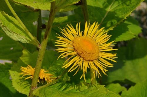 Yellow Oxeye