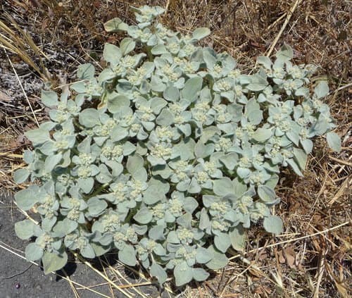 Turkey Mullein (Not a Bonsai)