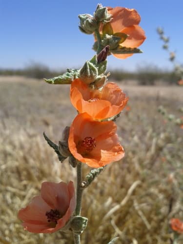 Spear Globemallow