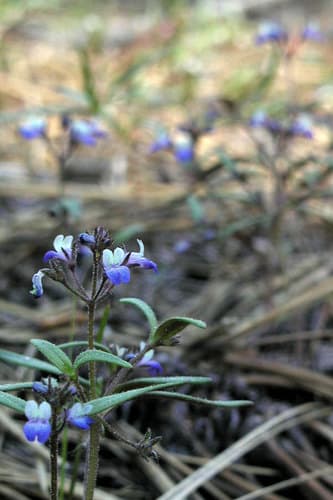 Torrey's Blue-eyed Mary