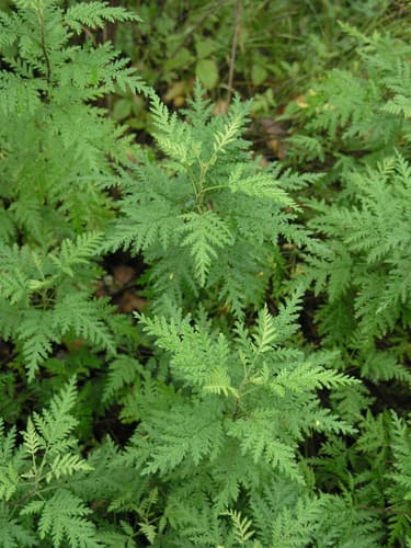 Gmelin's Wormwood
