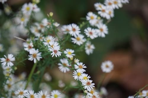 Small White Aster Bonsai (Hypothetical)
