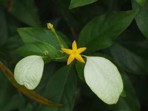 Formosan Mussaenda Bonsai