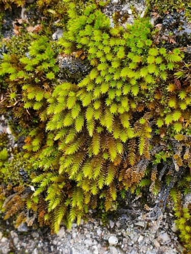 Squirrel-tail Moss