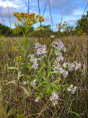 Willowleaf Aster