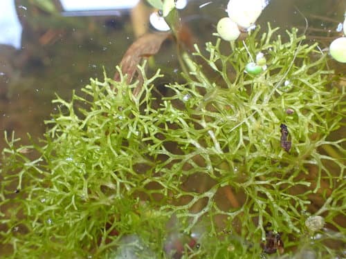 Floating Crystalwort