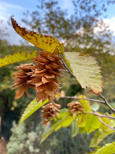 European Hop-hornbeam Bonsai