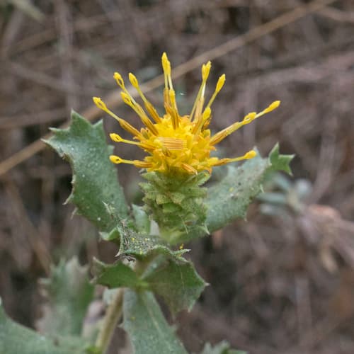 Saw-toothed Goldenbush Bonsai