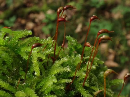 Eurhynchium angustirete Moss Specimen