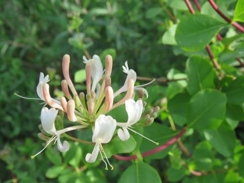 Etruscan Honeysuckle