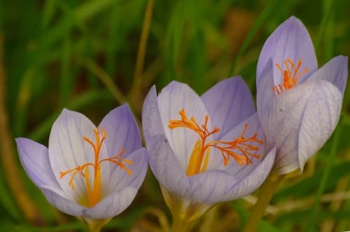 Bieberstein's Crocus