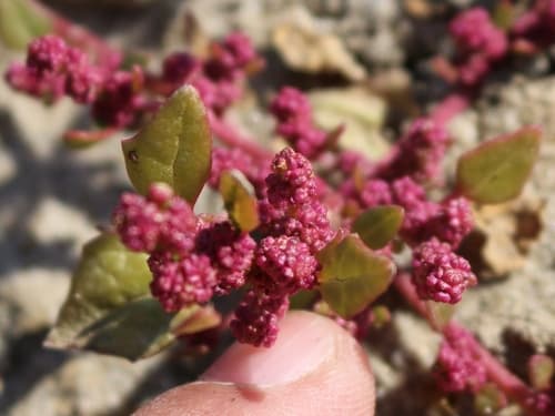 Red Pigweed Bonsai