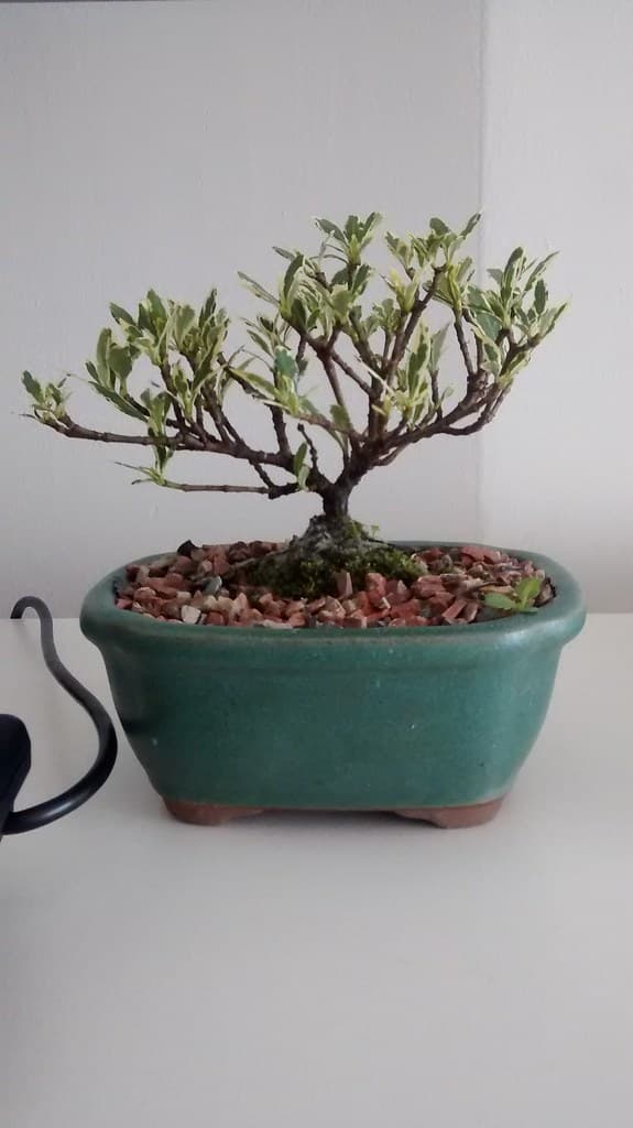 Gardenia Bonsai