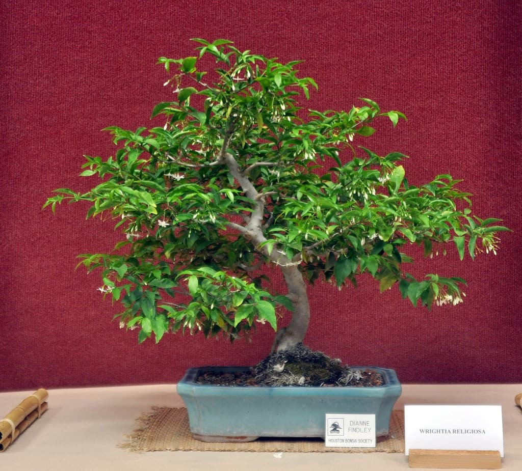Wrightia religiosa Bonsai