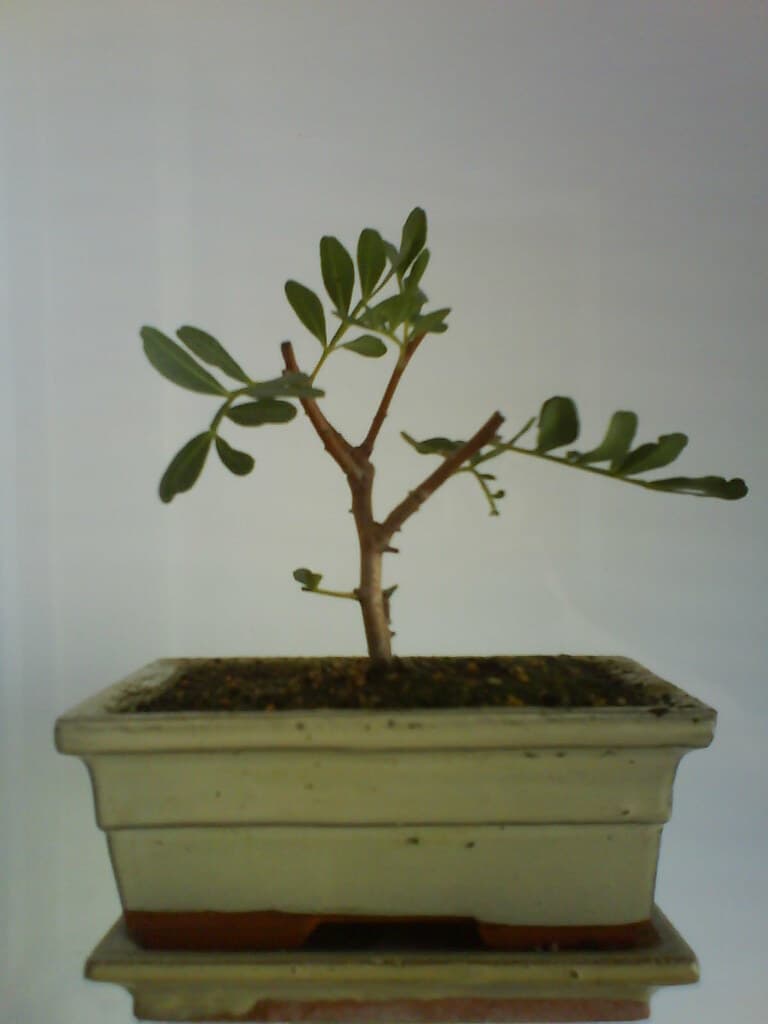 Mastic Tree Bonsai