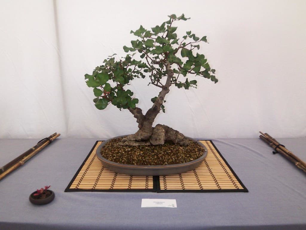 Carob (Ceratonia siliqua) Bonsai