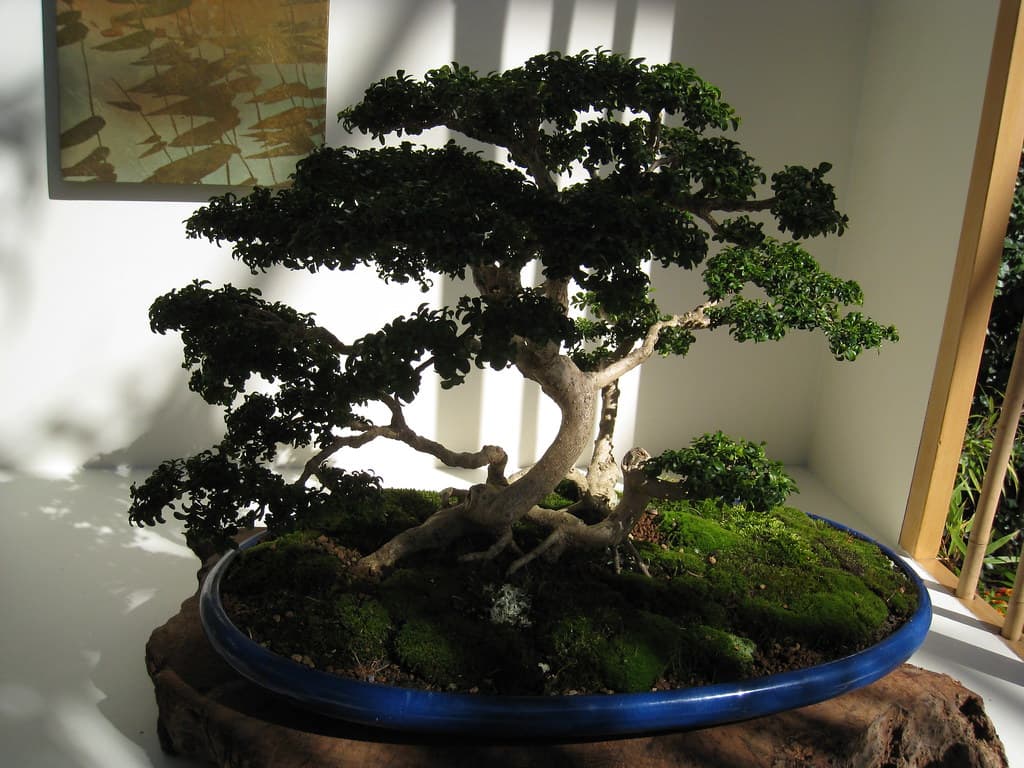 Kingsville Boxwood Bonsai