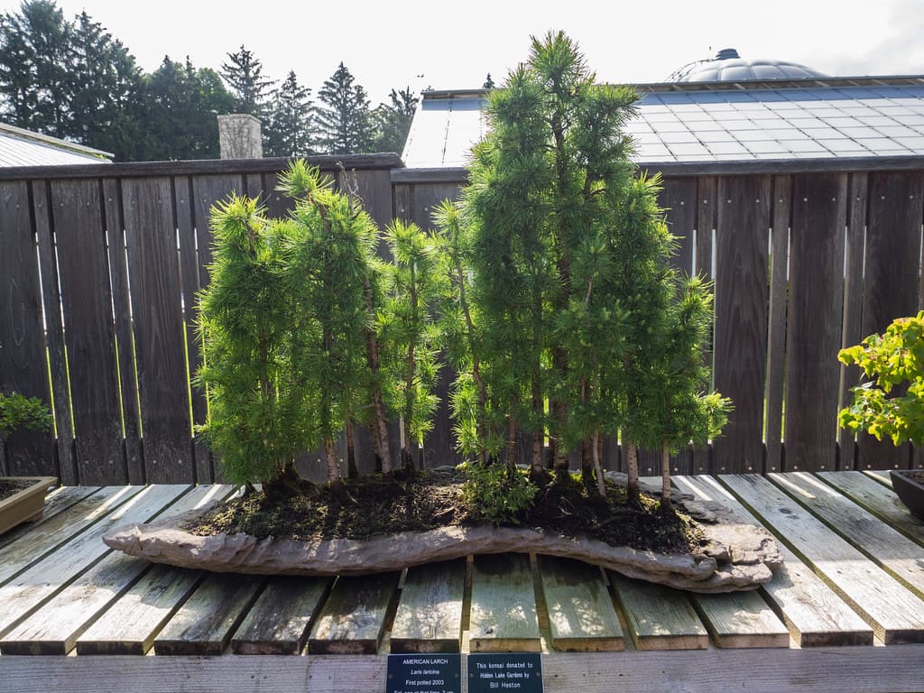 Tamarack (Larix laricina) Bonsai Forest