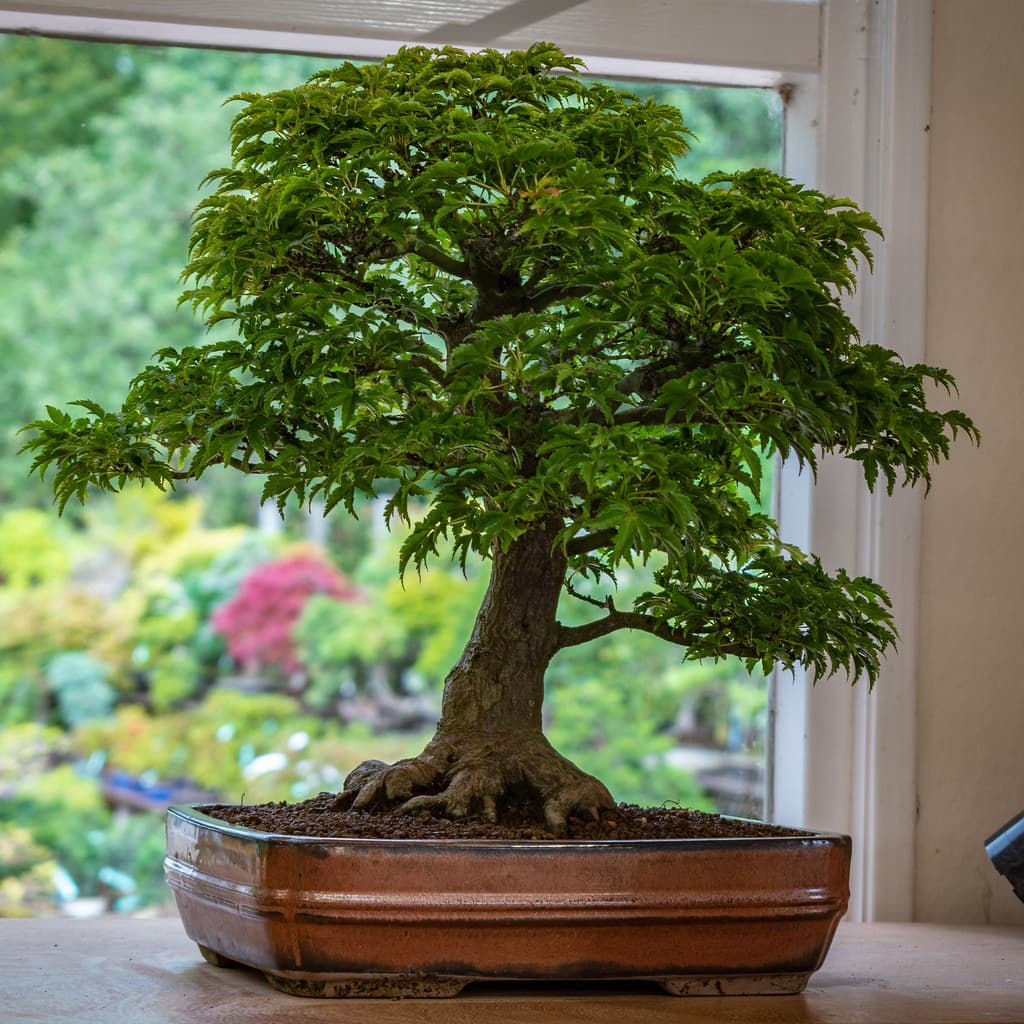 Shishigashira Maple Bonsai