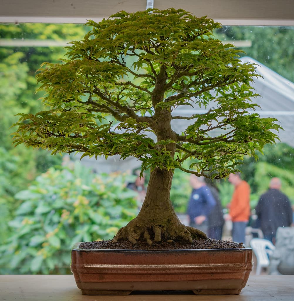 Shishigashira Maple (Lion's Head Maple)