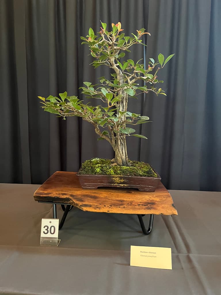 Blackhaw Viburnum Bonsai