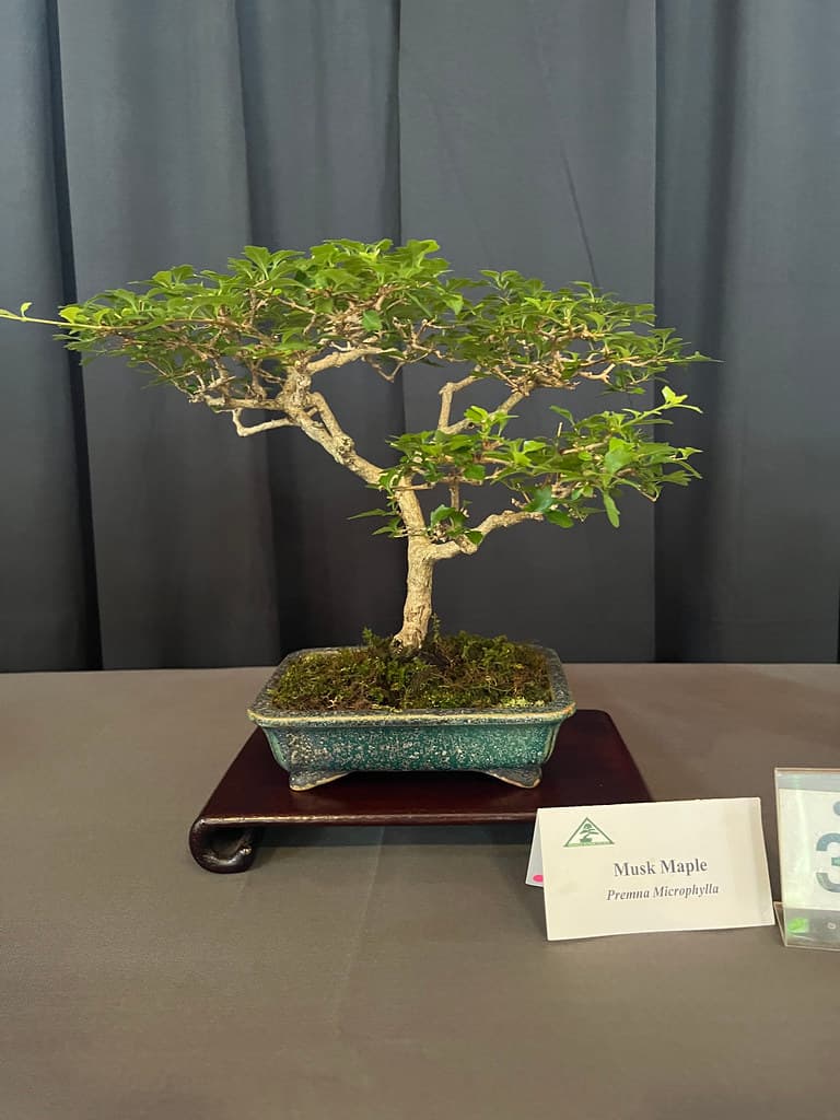 Premna microphylla Bonsai