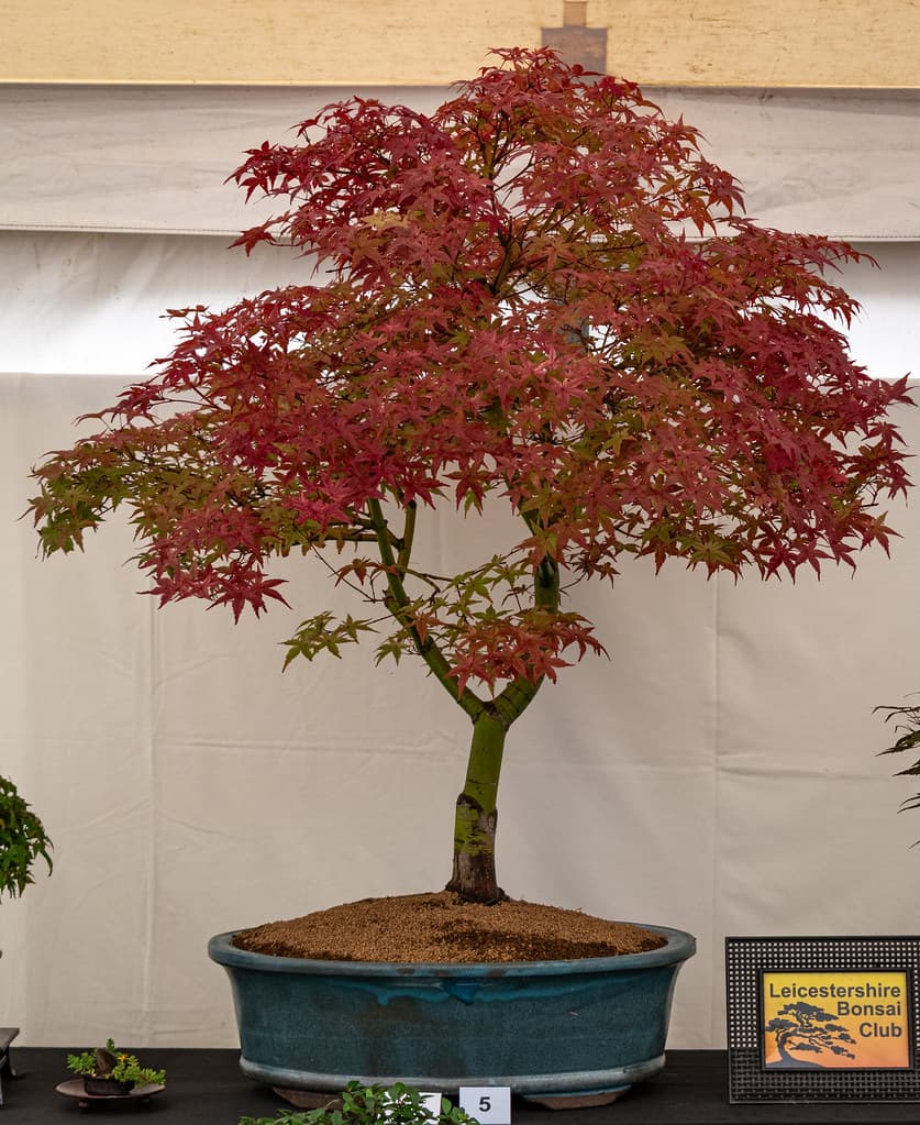 Deshojo Maple Bonsai