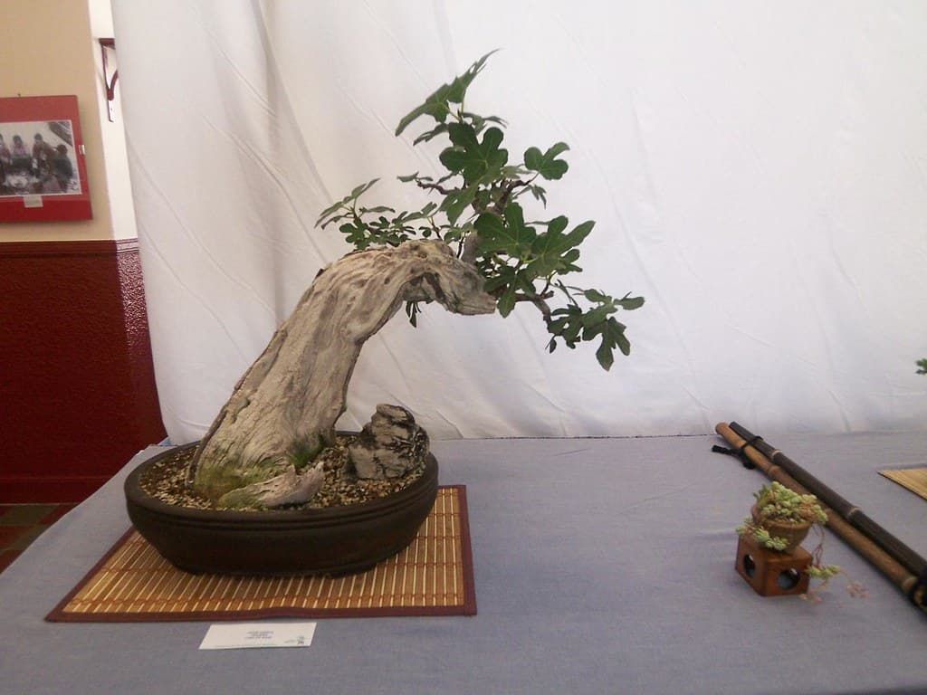 Common Fig Deadwood Bonsai