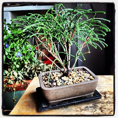 Western Red Cedar Bonsai