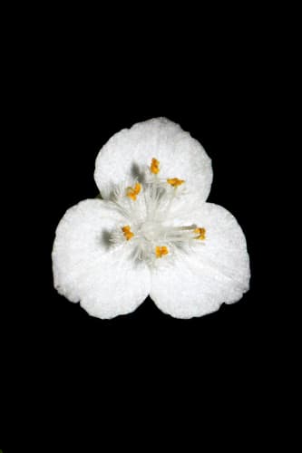 Tahitian Bridalveil Bonsai
