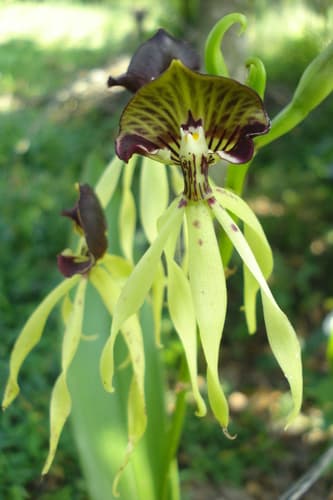 Clamshell Orchid