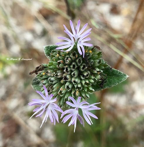 Tall Elephant's-foot Plant