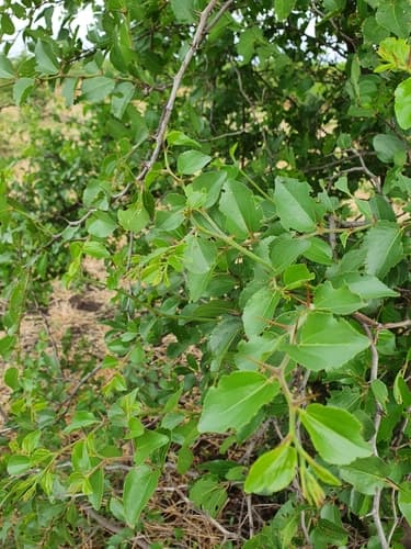 Buffalo-thorn Bonsai