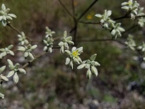 Longleaf Buckwheat