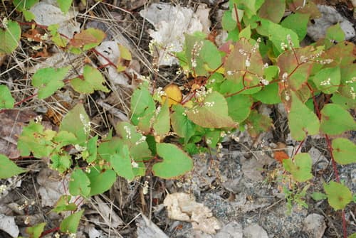 Fringed Black Bindweed