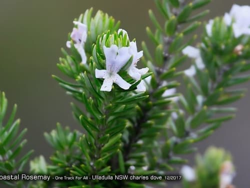 Coastal Rosemary Bonsai