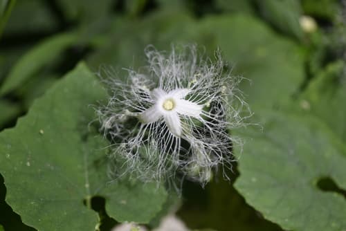 Japanese Snake Gourd Flower