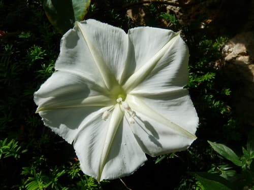 Moonflower