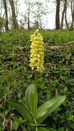 Pale-flowered Orchid
